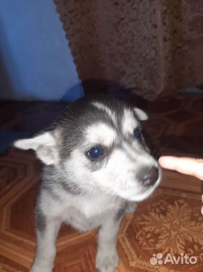 Отдам в хорошие добрые руки щенков Мама хаска