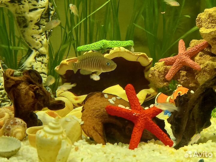 Лампрологус Мультифасциатус цихлиды