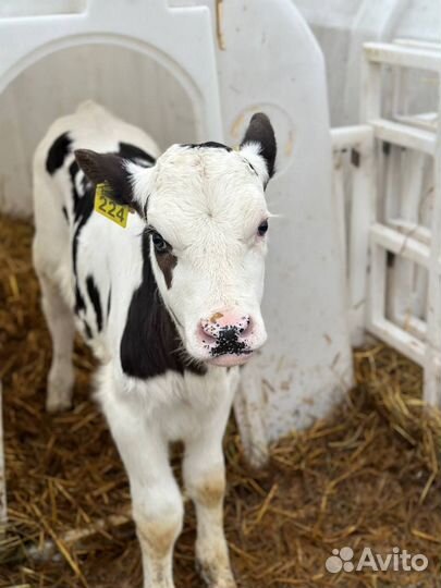 Бычки и телята