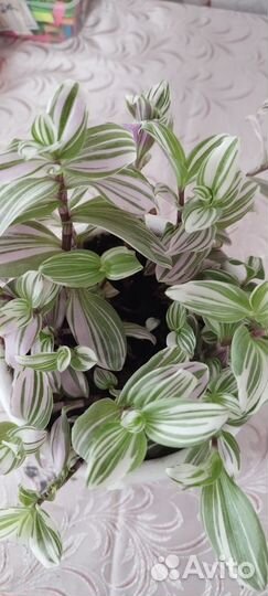 Традесканция розовая