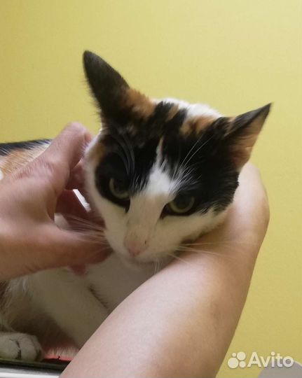 Кошка Фатима