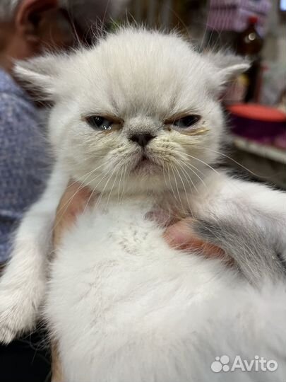 Продам котенка породистого экзот девочка и мальчик