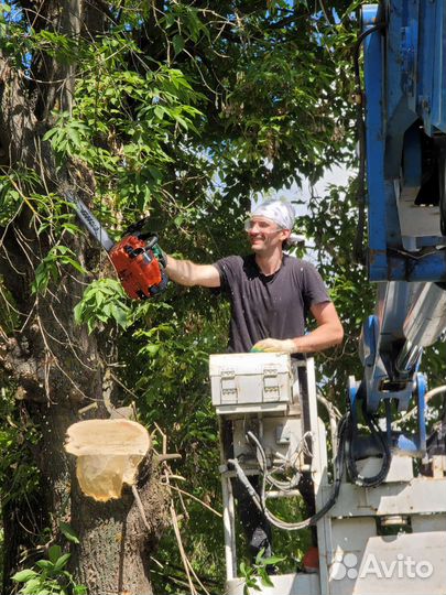 Спил деревьев во Владимире и Области