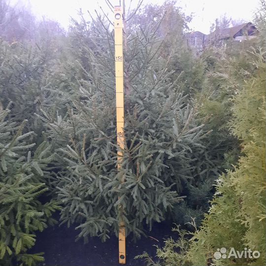 Ели, туи, можжевельники