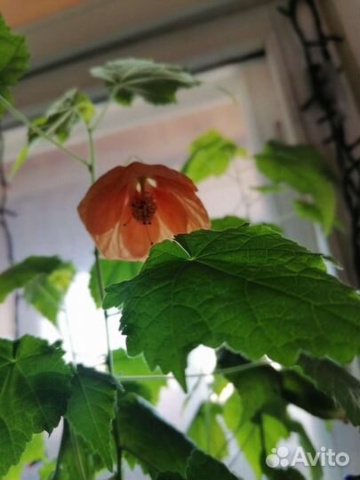 Абутилон оранжевый