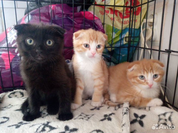 Продам котят