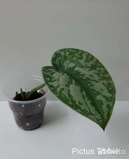 Ароидные сортовые