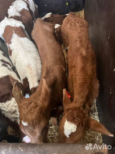 Отменные телята бычки с доставкой на транспорте