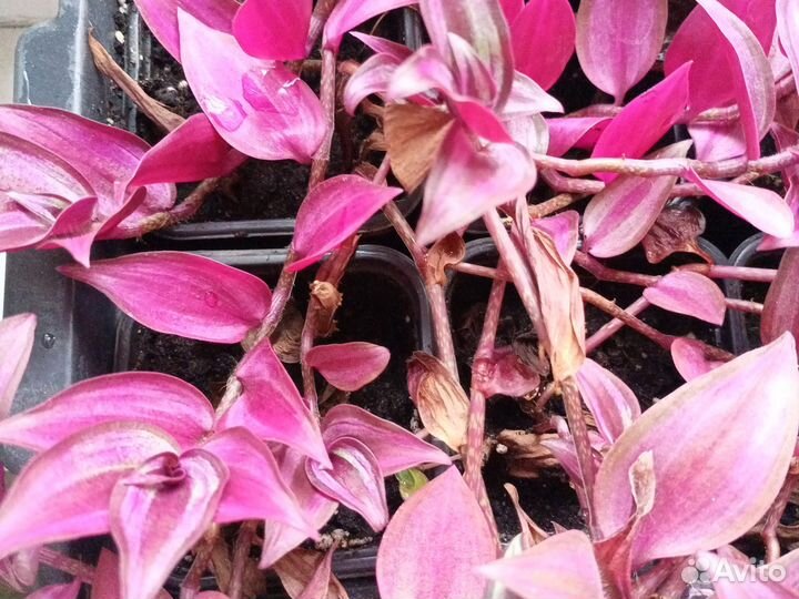 Традесканция зебрина