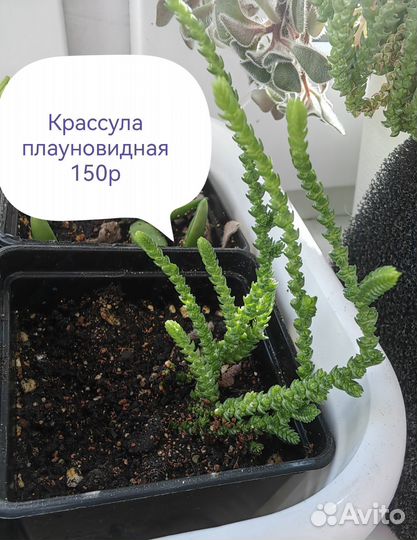 Крассула Плауновидная