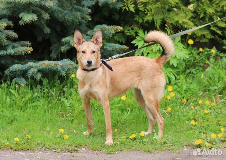 Щенок, 7 месяцев