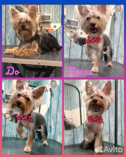 Грумер,груминг,стрижка кошек,собак и кроликов