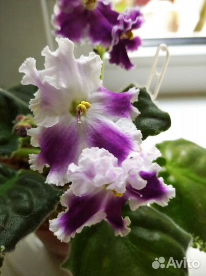 Фиалки сортовые, детки