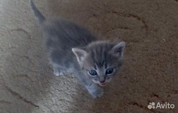 Котенок девочка