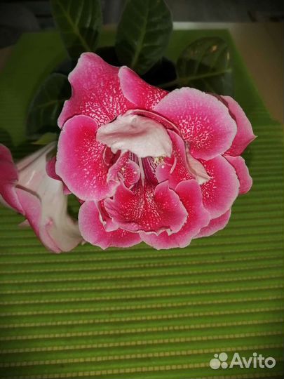 Глоксиния цветущая