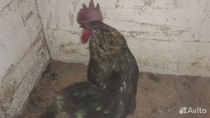 Молодые петухи