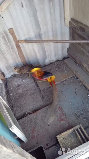 Фазан золотой