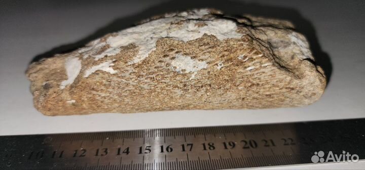 Окаменелый ствол Сигиллярии, отпечаток