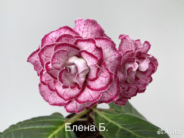 Глоксинии (укорененные листья)