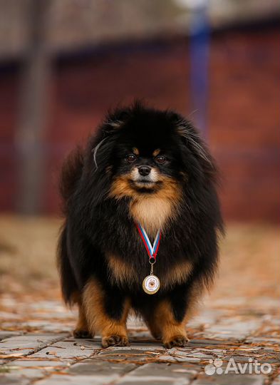 Вязка. Малый шпиц