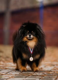 Вязка. Малый шпиц