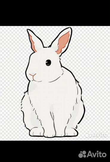 Продаются кролики