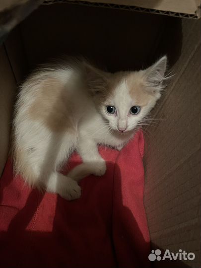 В добрые руки