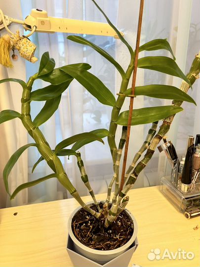 Дендробиум нобиле орхидея