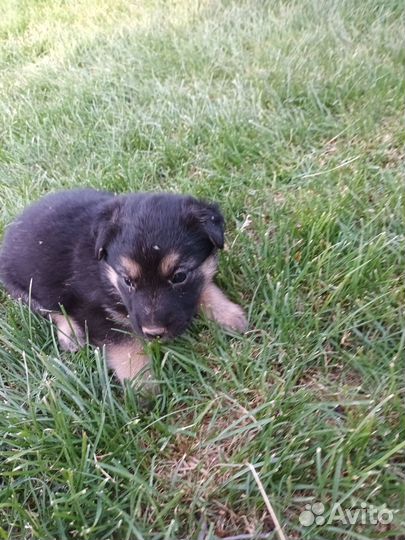 Щенки в добрые руки