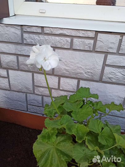 Пеларгония герань