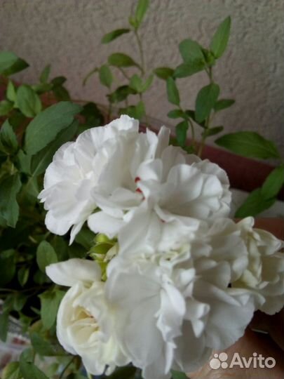 Пеларгонии сортовые