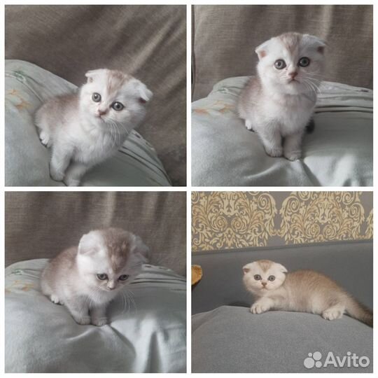 Шотландские котята