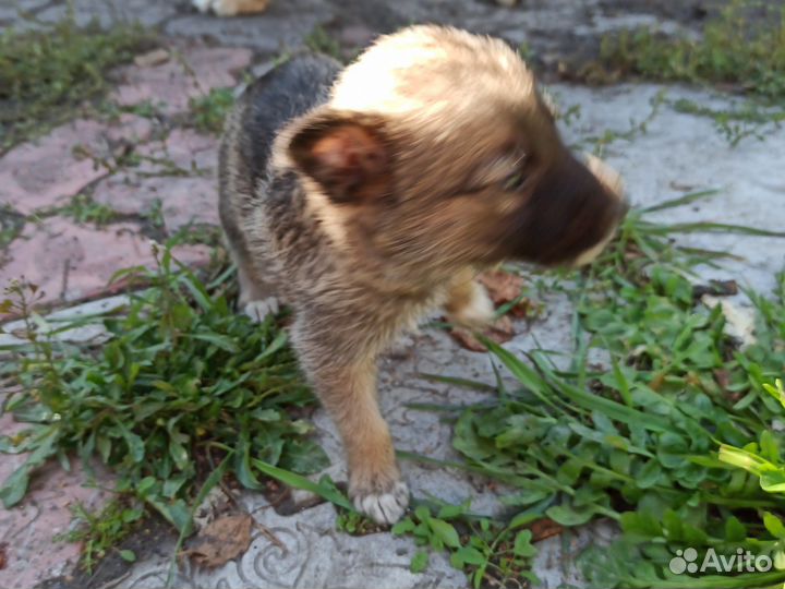 Щенки дворняжки бесплатно в добрые руки