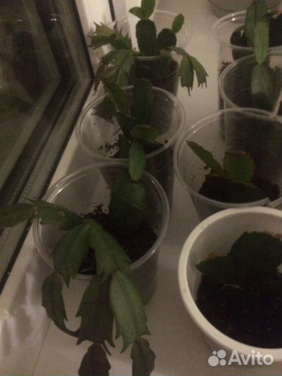 Декабрист шлюмбергера красный