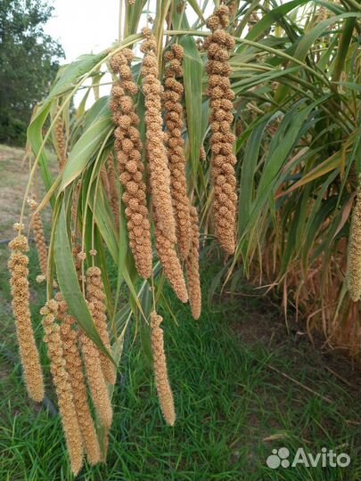 Сенегальское просо в колосьях
