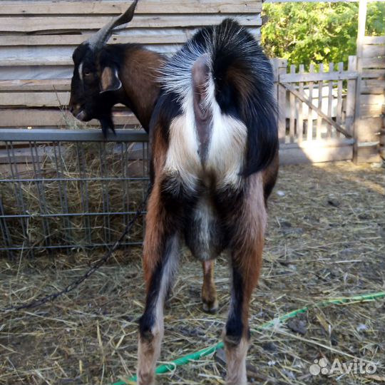 Козёл альпонубийский