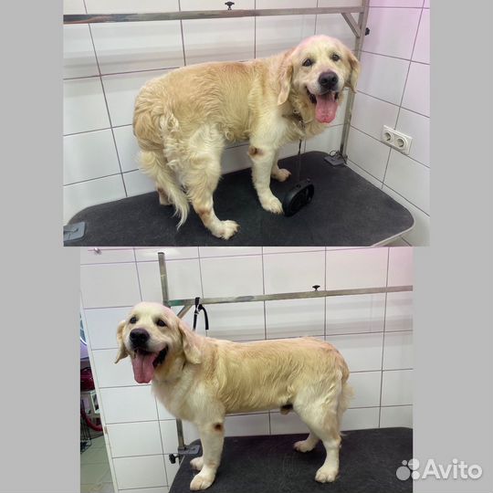 Стрижки животных,груминг