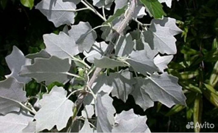 Тополя пирамидальные серебристые, Липы,Клены