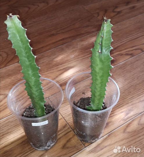 Эуфорбия(молочай треугольный) тригона рубра