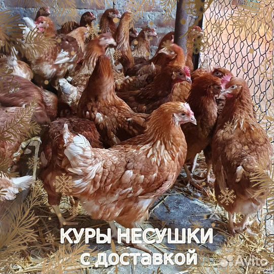 Куры на яйцо