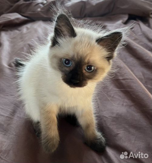 Невские маскарадные котята