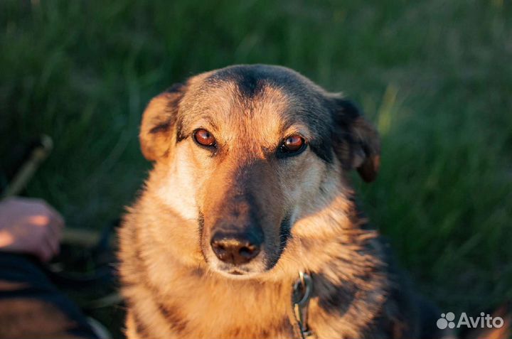 Самая преданная собака в приюте