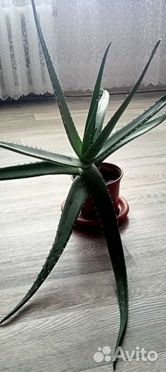 Алоэ лечебный