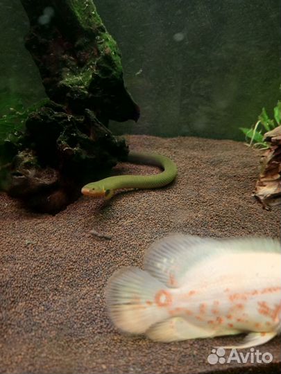 Аквариумные рыбки