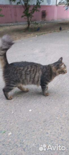 Котики бесплатно