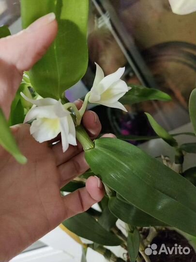 Орхидея дендробиум, лудизия