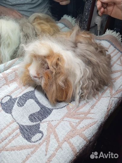 Морская свинка альпака мальчик