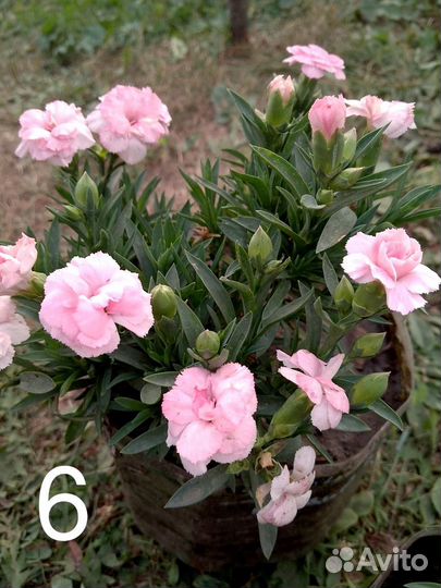 Гвоздика вегетативная