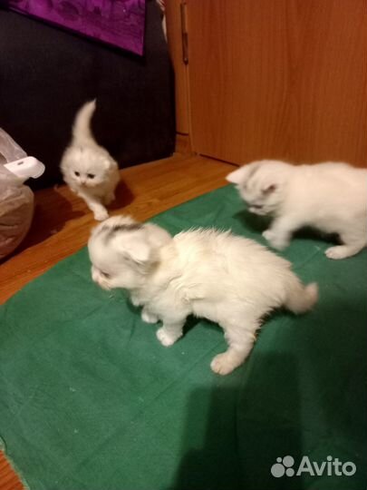 Шотландские котята