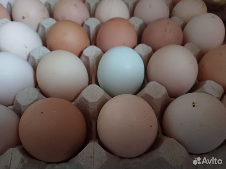 Яйцо, цыплята